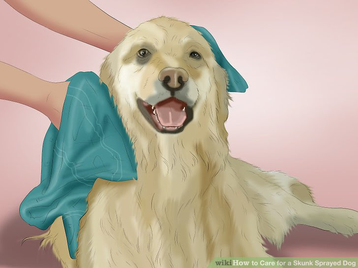 Care for a Skunk Sprayed Dog Step 6 Version 4.jpg
