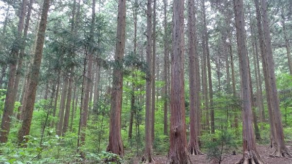 Ì¬í Í¼í¤ì¹ëì Ëë¬´ Í¸ë°±ëë¬´ Ì´ë Ì§ì­ê¹ì§ Ìë Ì Ìë Ìì¸ìì ì¼ë³´