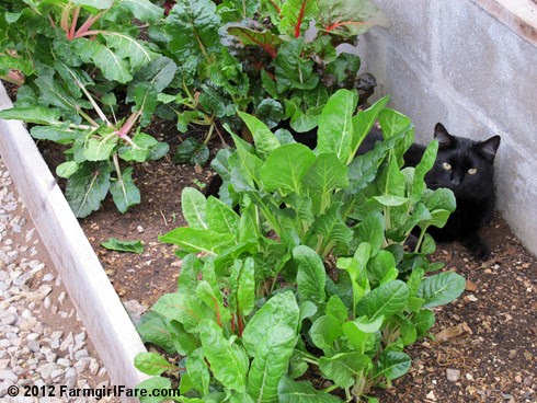 Inside the greenhouse on the first day of spring 5 - FarmgirlFare.com