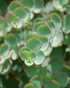 花 ミセバヤ 9月17日の花と花言葉 ミセバヤ 魅る魅るガーデニング