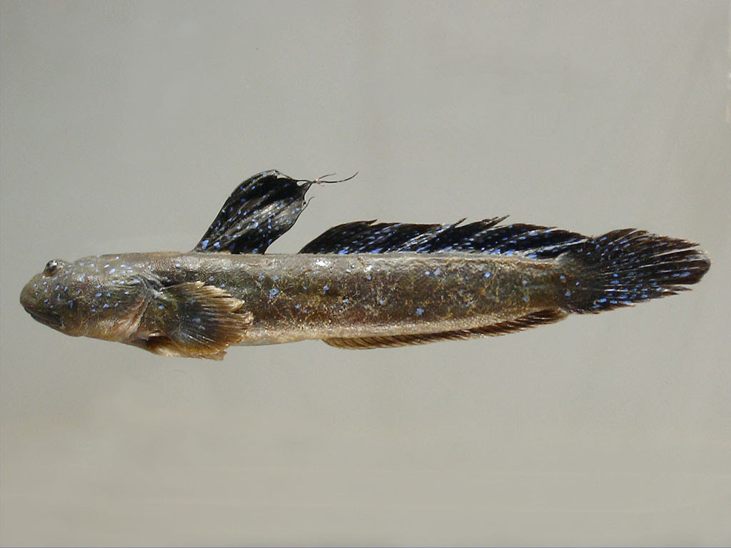 ハゼ科 Gobiidae ムツゴロウ