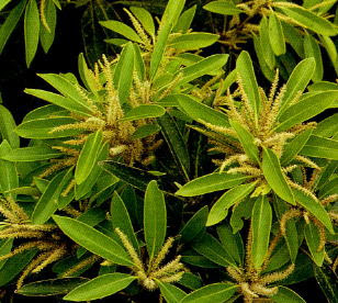 常緑高木で使われる木一覧