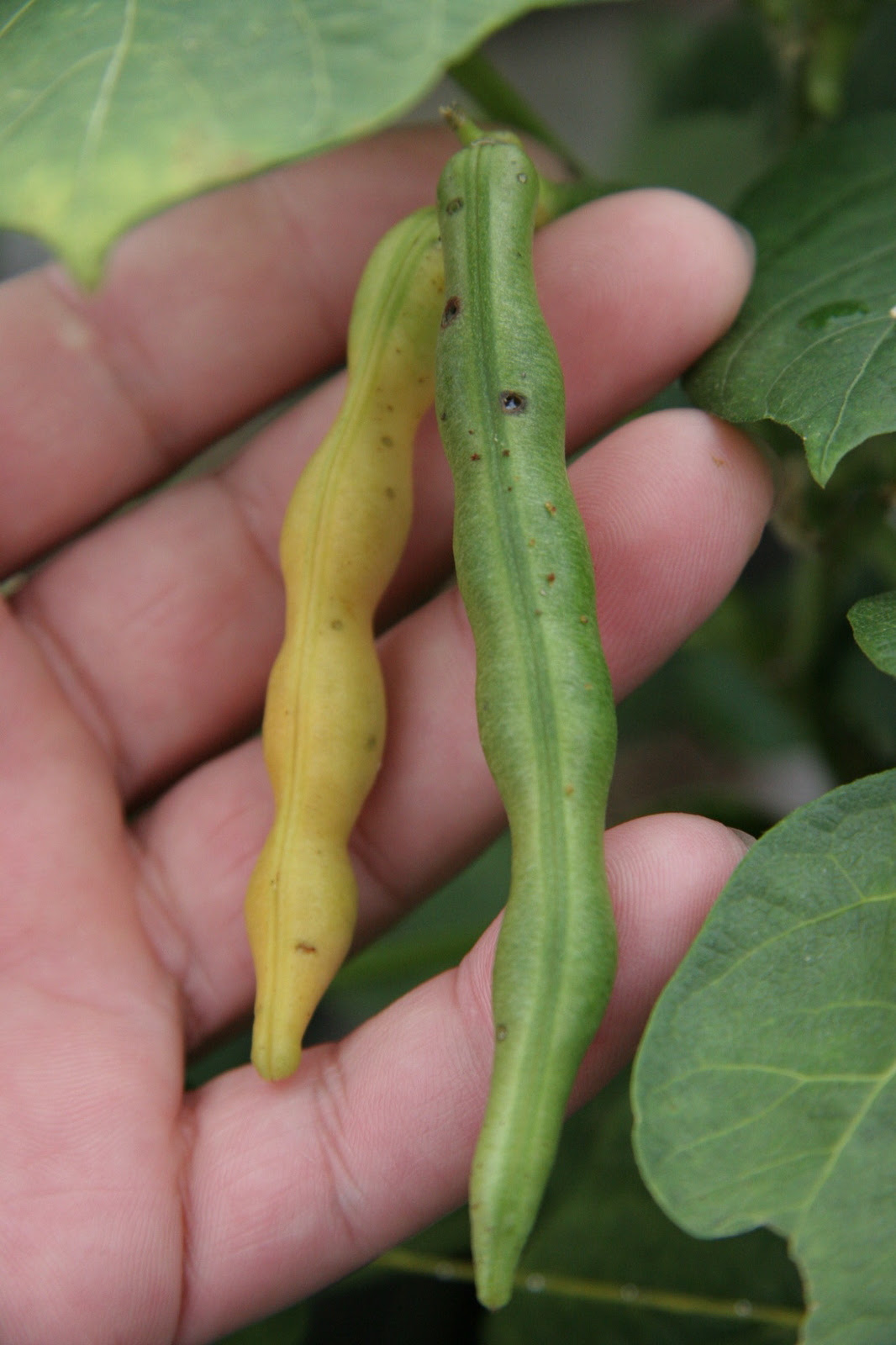 あずきプランター栽培 Hanna Papaの菜園日記