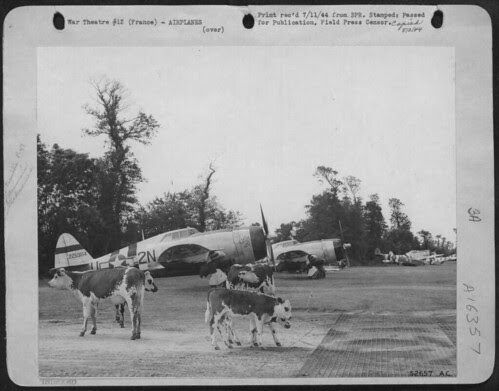 Republic P-47 Thunderbolts