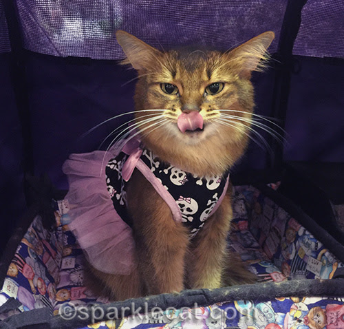 somali cat in dress licking her lips
