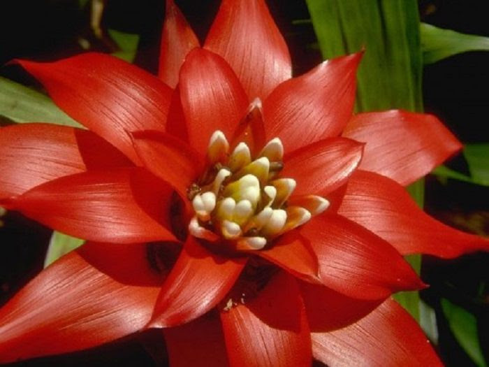 a beleza da flor de lótus