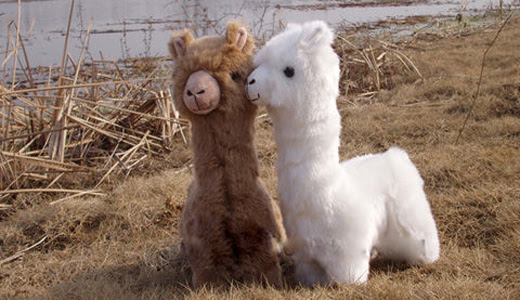 alpaca teddy