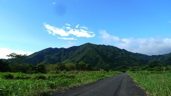 菜園近くの景色