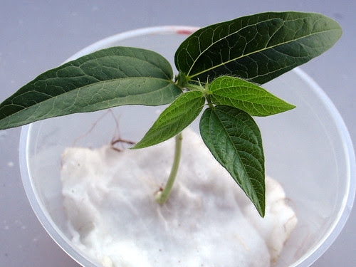 Plant