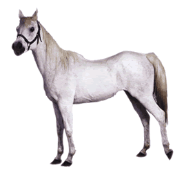 40 CHEVAUX