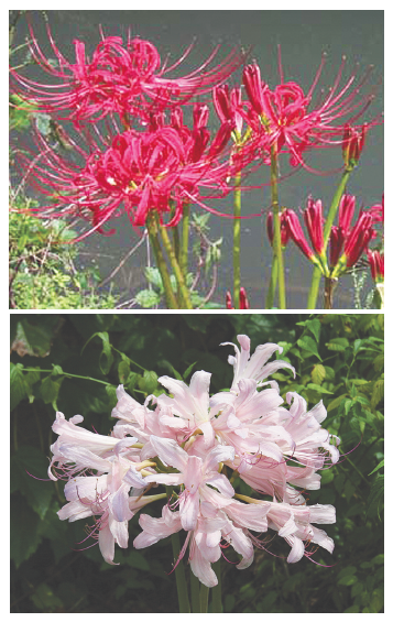 꽃무릇(위)과 상사화(아래)는 같은 수선화과지만 꽃이 확연하게 다르다. 둘다 잎과 꽃의 존재시기가 달라 넓은 의미의 ‘상사화류’라고 할수 있지만 꽃무릇을 상사화로 부르는 것은 잘못됐다.
