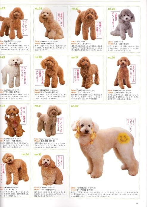 Standard Poodle Clip Styles