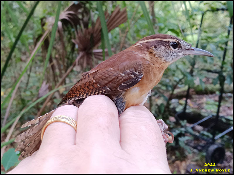 Carolina Wren