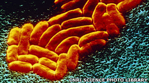 Bacterias