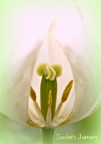 Garden 105