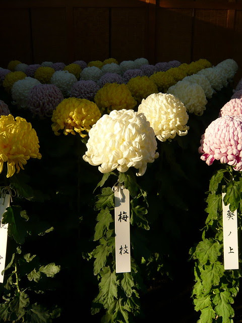 Chrysanthemums