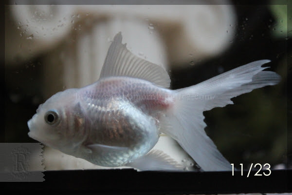 金魚 尾腐れ病 グリーンfゴールドリキッドの効果は 薔薇の森