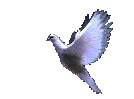 Right Dove Flying Pictures, Images and Photos
