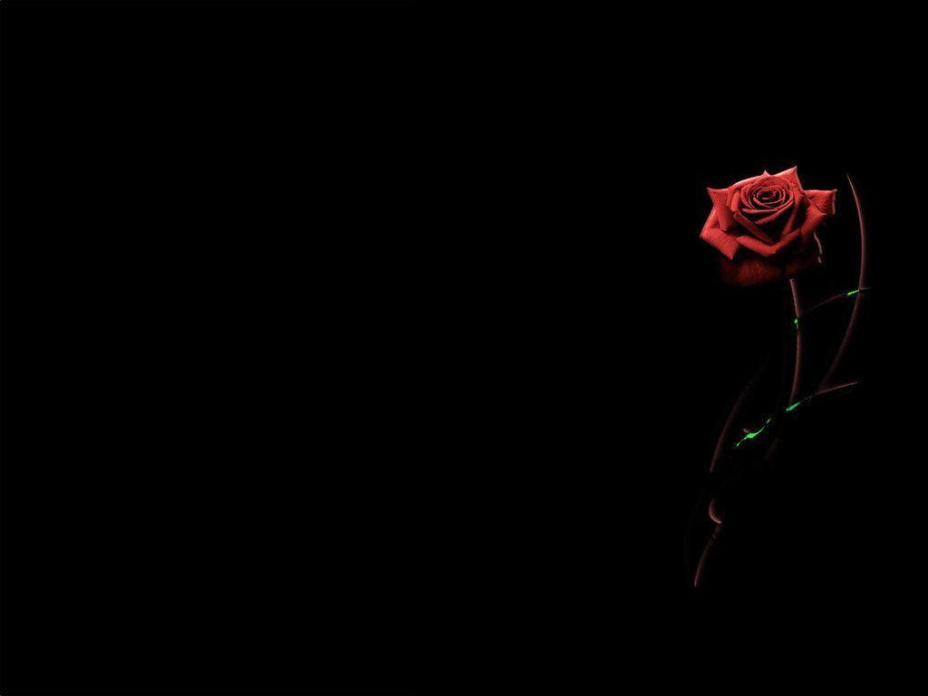  Black  Rose  Backgrounds  Wallpaper  Cave