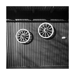 Reher (Holst.) #61