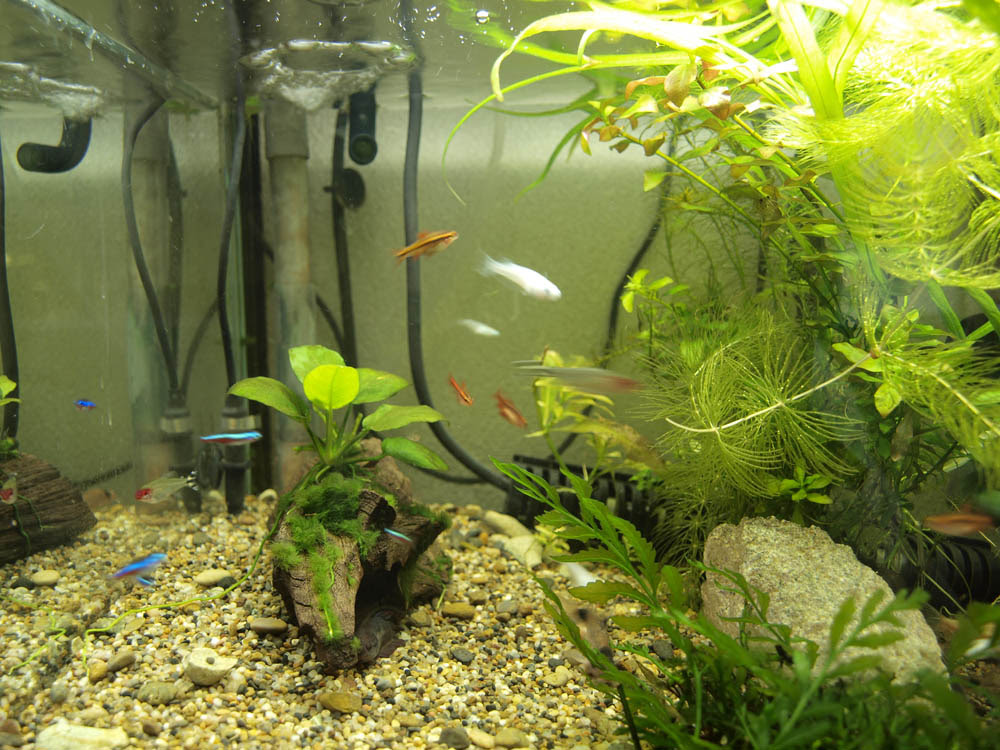 コリドラス水槽 45ｃｍ Aqua Report