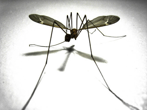 mosquito hawk