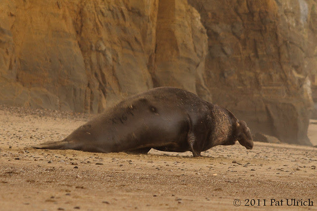 Chasing the challenging seal - Pat Ulrich Wildlife Photography