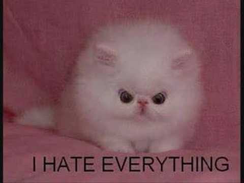 Really Cute Funny Things Lessons Blendspace