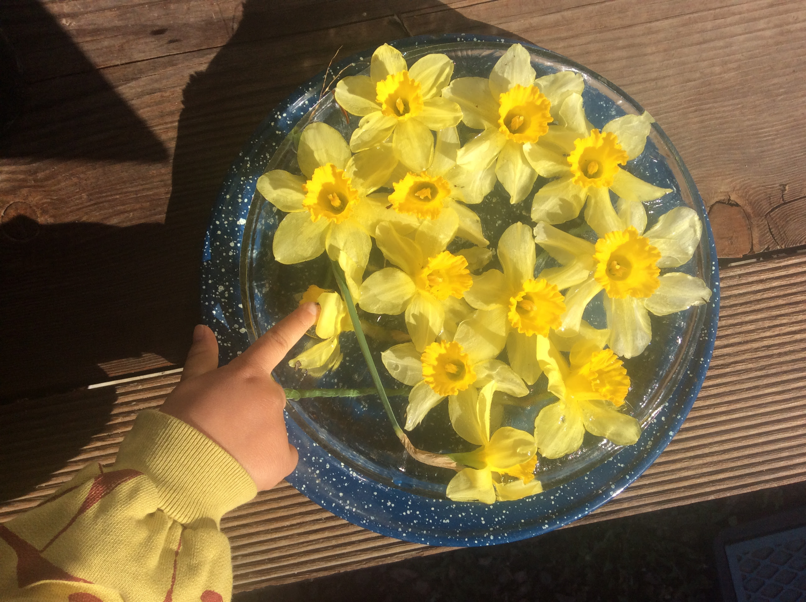 水仙の花が咲く 英会話スクール Hello S 岐阜の英会話スクール ハローズ