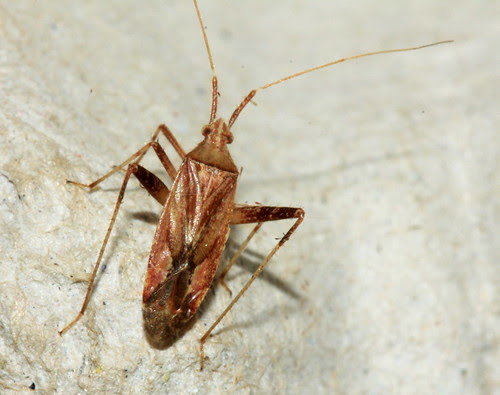 Phytocoris varipes  21653
