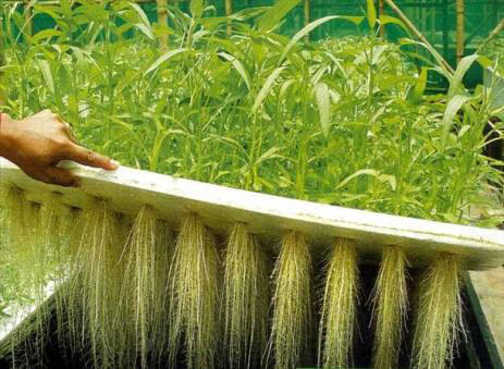 Hydroponic Growing Systems – Different Types : Hydroponics Guide