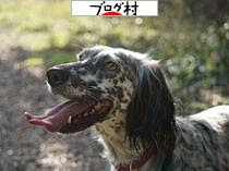にほんブログ村 犬ブログ イングリッシュセターへ