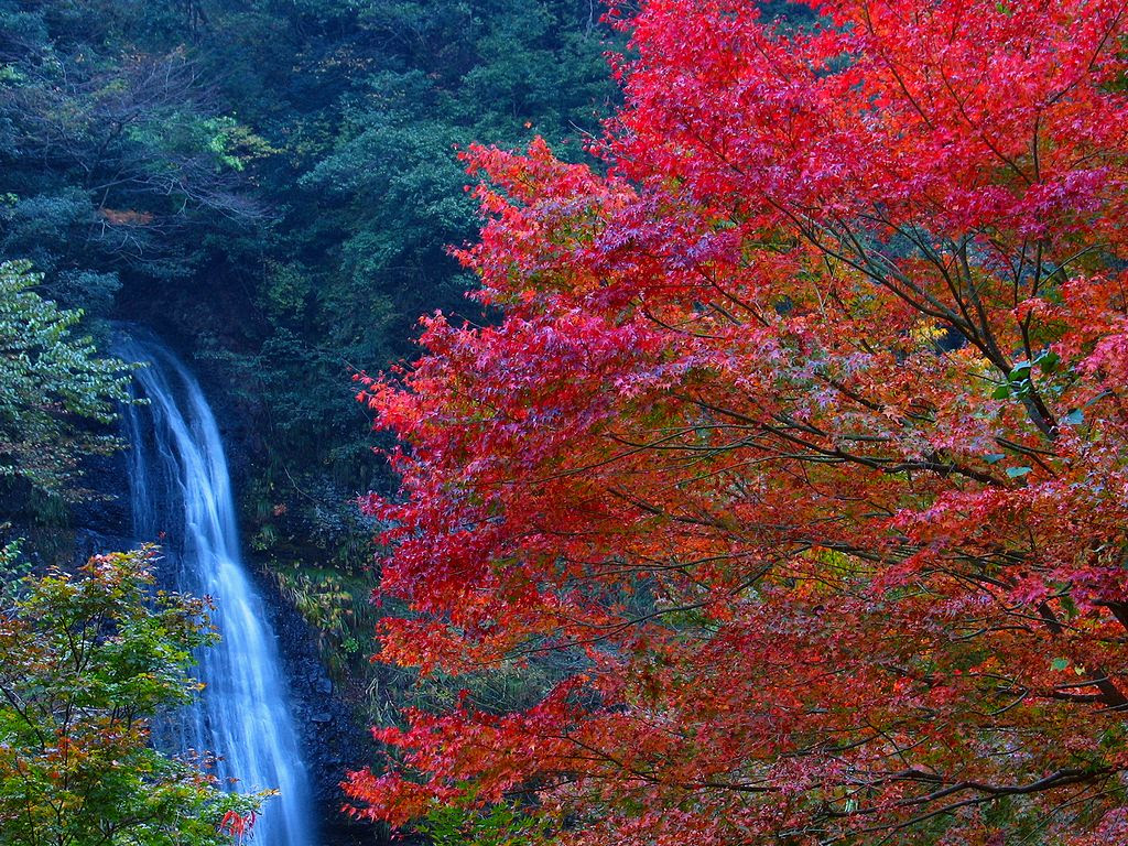 紅葉ともみじ 壁紙写真 四季の彩り壁紙写真集