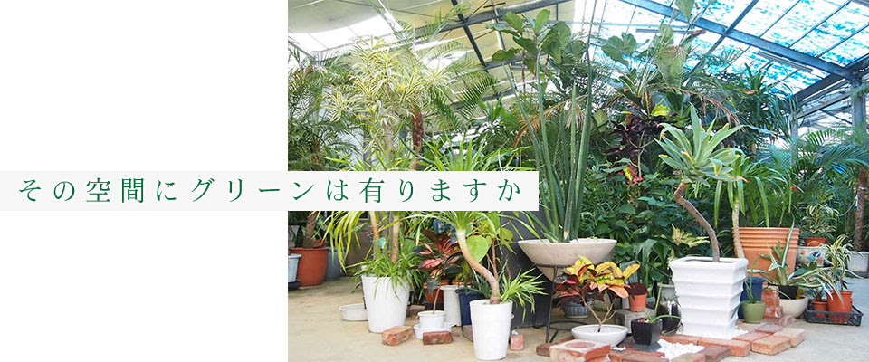 観葉植物レンタル 造園 ギフト販売 野国農園