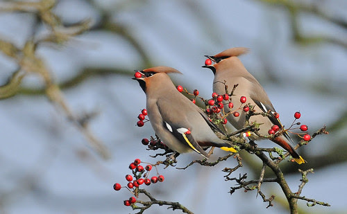 Waxwings. Barrow. Whalley. Lancs.