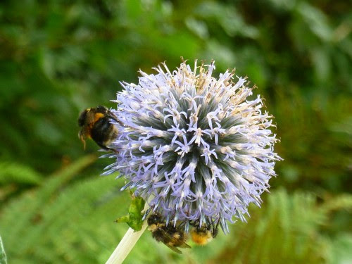 echinops and bees