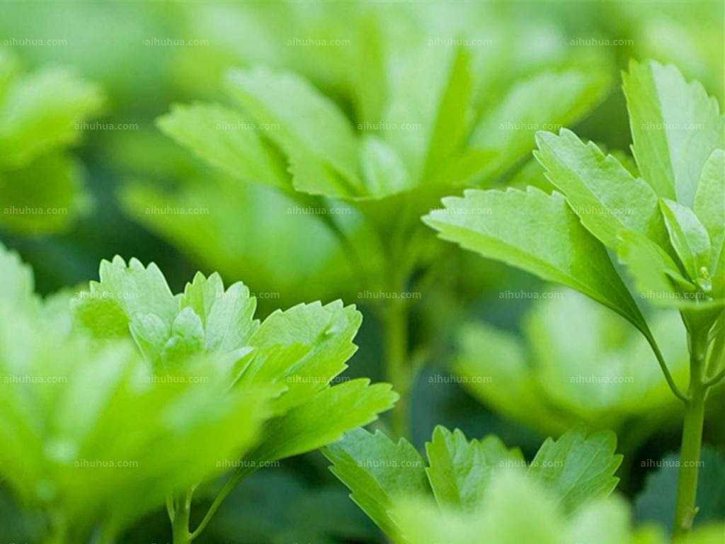 富贵草图片 植物风景的富贵草图片大全 花卉网