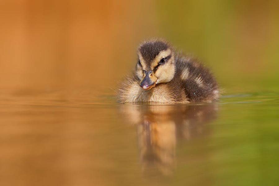 nature photography, Stefano,