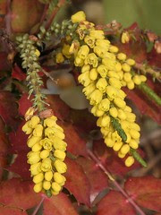 Mahonia