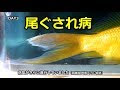 [最も選択された] 金魚 鱗 剥がれ 白 142785-金魚 鱗 剥がれ 白い