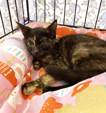 大阪府 子猫のつむぎちゃん 里親募集中 猫の里親募集 ネコジルシ