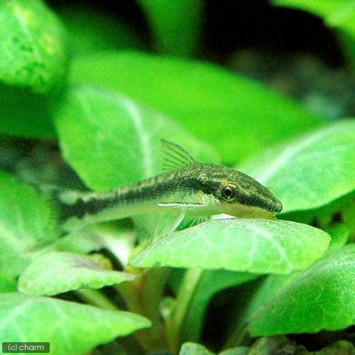 小型水槽のコケ取り生物はミナミヌマエビがおすすめ 87aqua Life