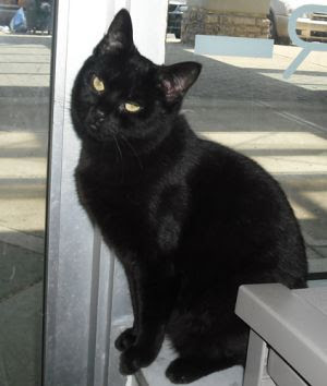 Miney: Domestic Short Hair-Black, Cat; Dublin, OH