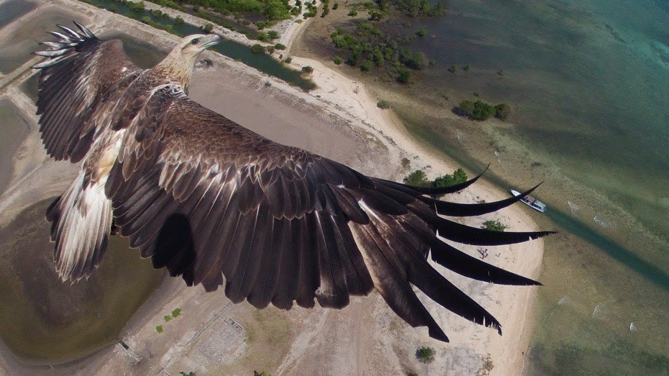 golden eagle flying flight wings wingspan drone camera