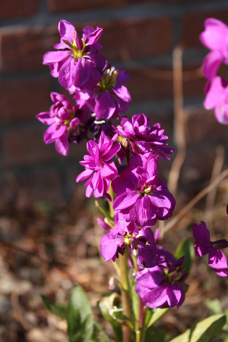 お花の写真集 ストック 紫