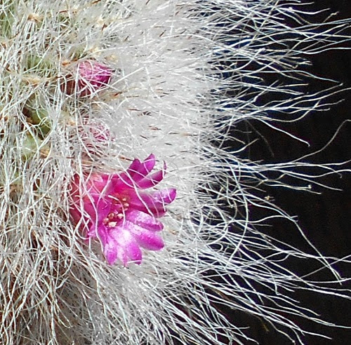 玉翁の花 綴化のサボテン サボテンの日々