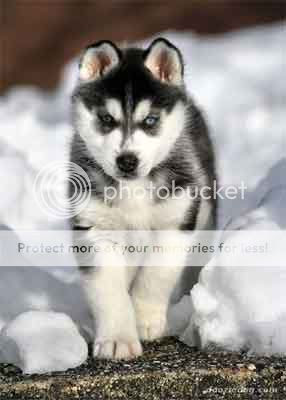 Siberian Husky Puppy