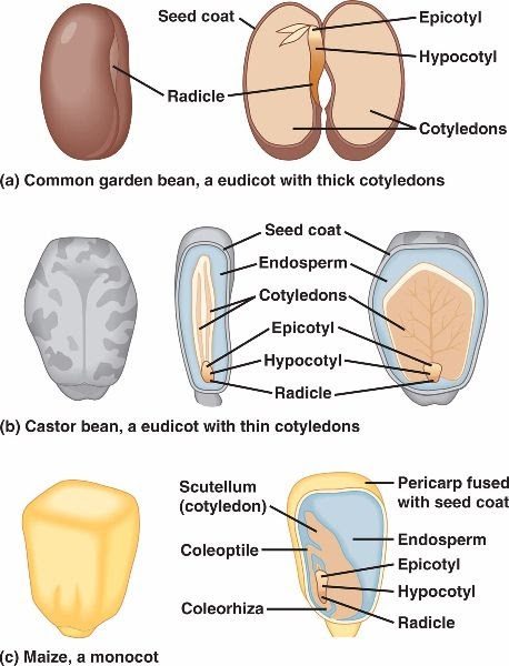 Asexual And Sexual Reproduction In Plants