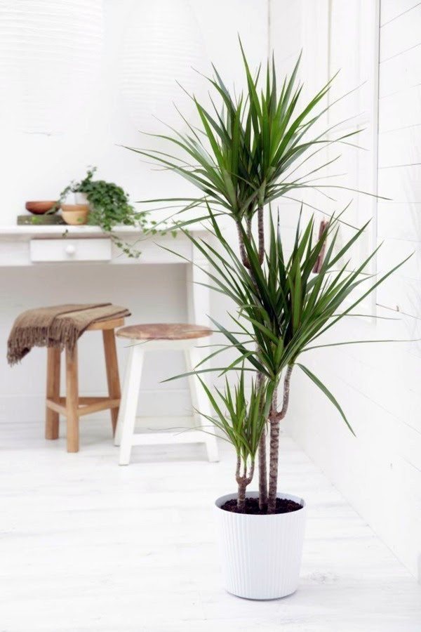Indoor palm  images which are the typical types  of palm  