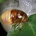 spittlebug nymph